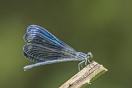 Polythore gigantea female