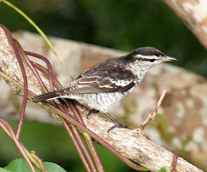 File:Polytriller savusavu jun08.JPG