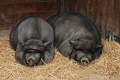 Pigs July 2008-1.jpg