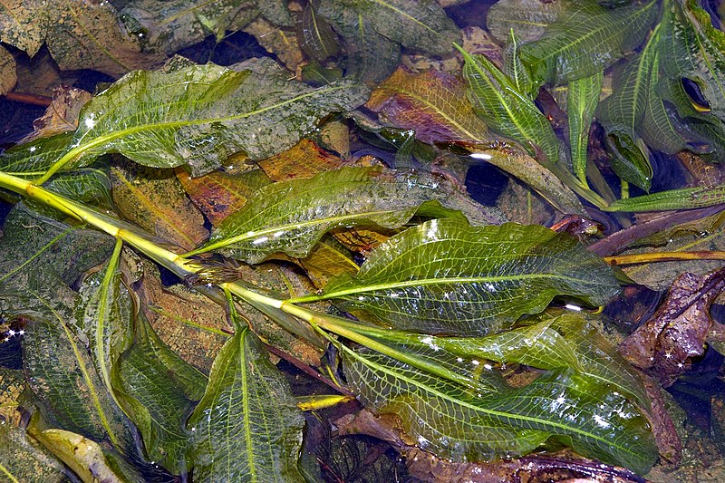 File:PotamogetonLucens.jpg