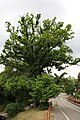 Čeština: Prachatický jilm (Ulmus glabra Huds.), památný strom č. 105490 dle AOPK v Prachaticích. English: Prachatický elm (Ulmus glabra Huds.), famous tree in Prachatice, South Bohemia, Czechia.