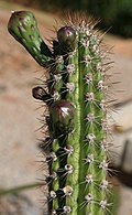 Praecereus euchlorus (FACWeber) NPTaylor.jpg 