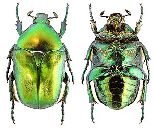 Protaetia affinis.jpg