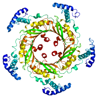 GTP cyclohydrolase I