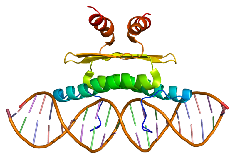 File:Protein MEF2D PDB 1c7u.png