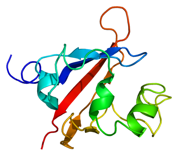 File:Protein PASK PDB 1ll8.png