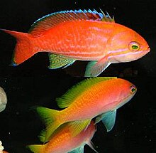 Pseudanthias bimaculatus.jpg