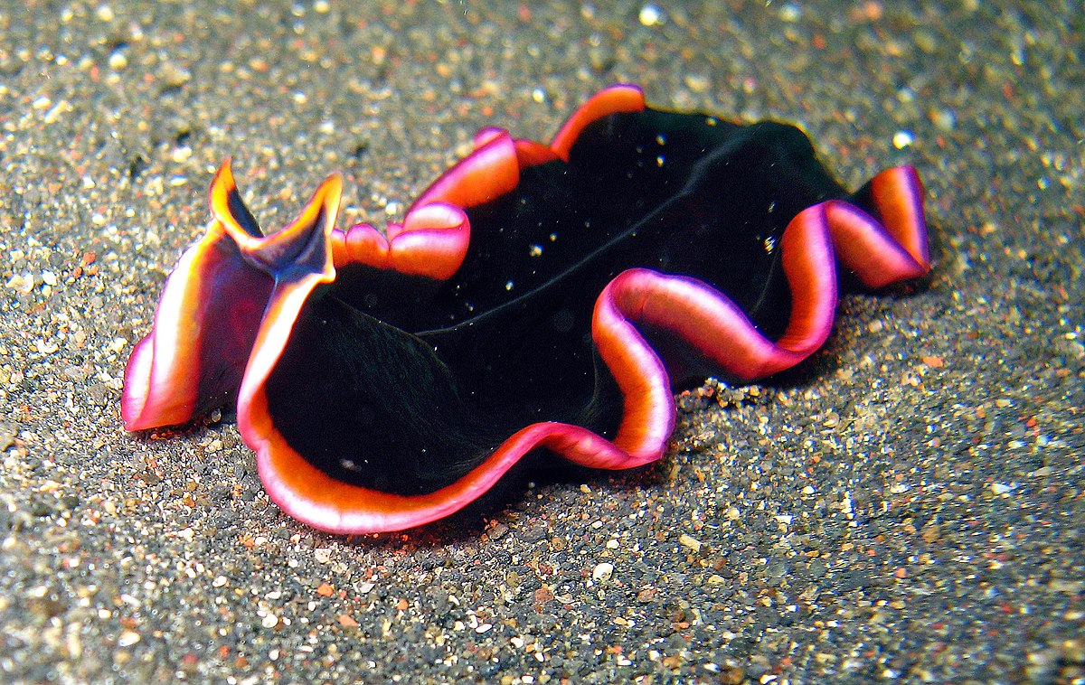 platyhelminthes laposférgek