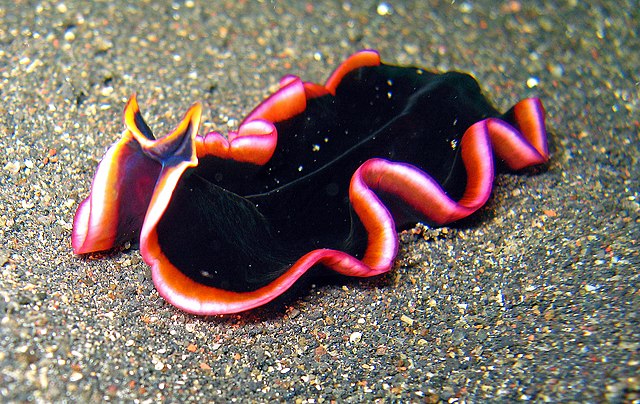 Pseudobiceros gloriosus, un platyhelminthe photographié dans les eaux du détroit de Lembeh, nord de Célèbes, Indonésie (définition réelle 2 336 × 1 475*)