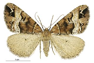 <i>Pseudocoremia fascialata</i> Species of moth endemic to New Zealand