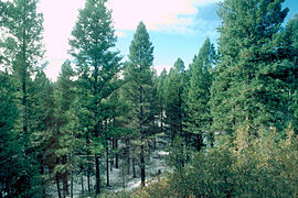 A small forest of K'ugan trees in southern Mák’ai.