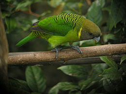 Hím Brehm-papagáj (Psittacella brehmii)