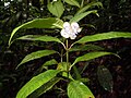 Psychotria urbaniana