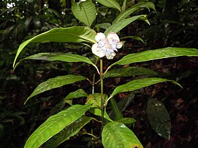 Описание изображения Psychotria urbaniana.JPG.