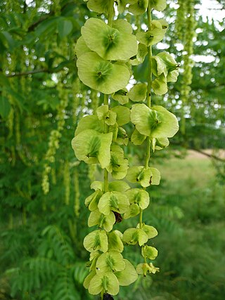 <i>Pterocarya fraxinifolia</i> Species of wingnut tree