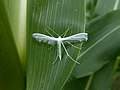 * Nomination: Pterophorus pentadactyla on a Zea mays leaf, Piazzo (TN, Italy) --Syrio 11:59, 16 May 2024 (UTC) * * Review needed