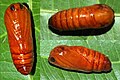 PupaWasp moth (30424066931).jpg