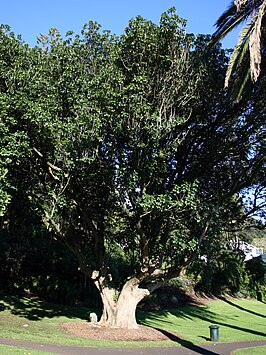 Vitex lucens