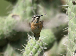 <span class="mw-page-title-main">Purple-collared woodstar</span> Species of hummingbird