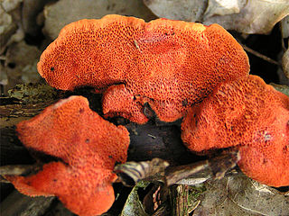 <i>Pycnoporus</i> Genus of fungi