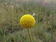 Pycnosorus globosus flowerhead1 (17796565360).jpg