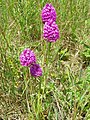 Pyramidal orchid (Anacamptis pyramidalis), Weaveland - geograph.org.uk - 2474655.jpg