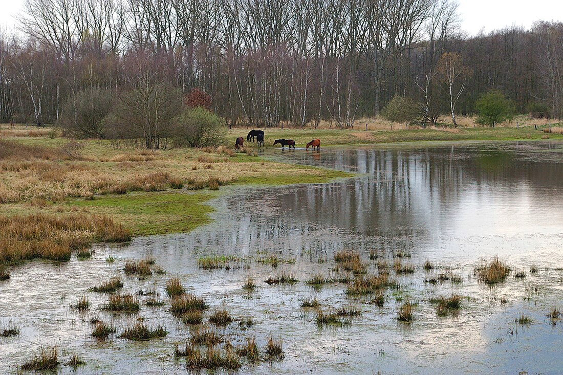 Qualmwasser