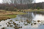 Vorschaubild für Qualmwasser