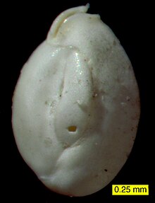 Quinqueloculina, a foraminiferan (a type of protist) from Donegal Bay, Ireland. QuinqueloculinaDonegalBay.jpg