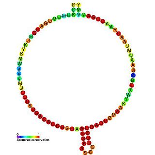 <span class="mw-page-title-main">Small nucleolar RNA Me28S-Gm3255</span>