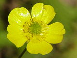 R. acris flower close up