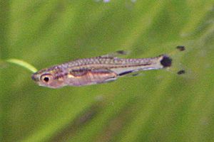 Rasbora spilocerca.jpg