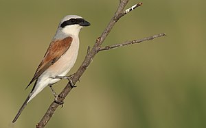 Red-backed shrike.jpg