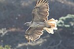 Thumbnail for File:Red-tailed Hawk (leucistic) - Pt Reyes - Marin - CA - 2015-10-20at12-47-5117 (22808363385).jpg