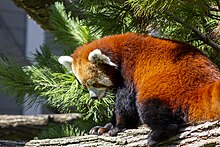 Red Panda at Seneca Park Zoo Rochester, NY 2023 Red Panda2.jpg