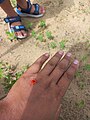 Red Velvet Mite on hand