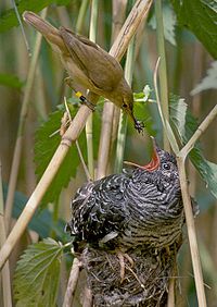 Reed warbler (Acrocephalus scirpaceus) feeding a cuckoo chick (Cuculus canorus) Reed warbler cuckoo.jpg