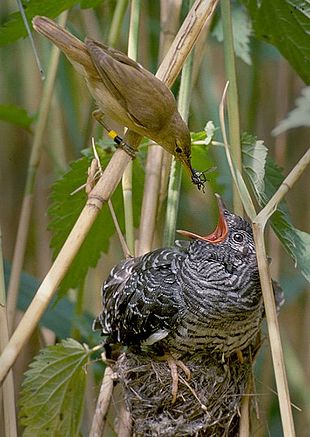 Parasitisme De Couvée Wikipédia