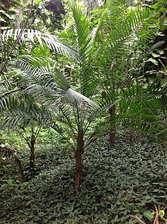 <i>Reinhardtia</i> Genus of palms