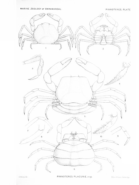 File:Report to the government of Baroda on the marine zoology of Okhamandal in Kattiawar (1909) (20775215612).jpg