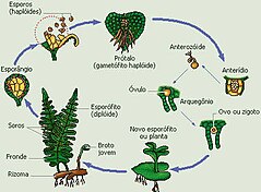 Pteridophyta: Características gerais, Reprodução das pteridófitas, Classificação