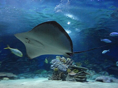 Required Ray in Turkuazoo, Istanbul, Turkey (9606744672).jpg