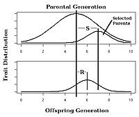 Figure 4. Strength of selection (S) and response to selection (R) in an artificial selection experiment, h =R/S. Response to selection.jpg