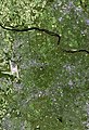 Satellite image of Reston, Virginia