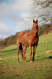 Rhenish Warmblood horse breed