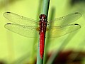 Thumbnail for Rhodothemis lieftincki