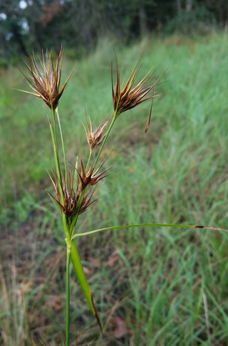 <i>Rhynchospora macrostachya</i> Species of grass-like plant