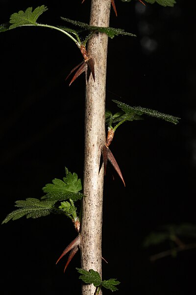 File:Ribes divaricatum 5396.JPG