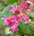 Ribes malvaceum