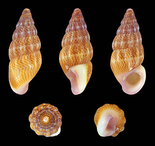 <i>Rissoa guerinii</i> Species of gastropod